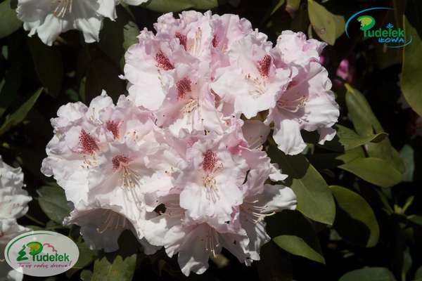 Rhododendron Lamentosa